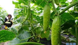 太原市网红吃小瓜的店叫什么